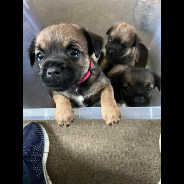 Border Terrier - Both