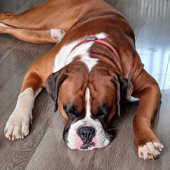 Boxer