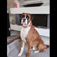 Boxer