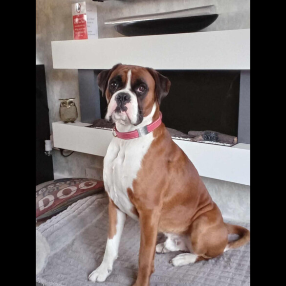 Boxer