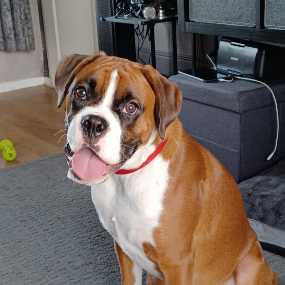 Boxer