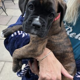 Boxer - Dogs