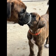 Boxer - Dogs