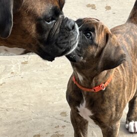 Boxer - Dogs