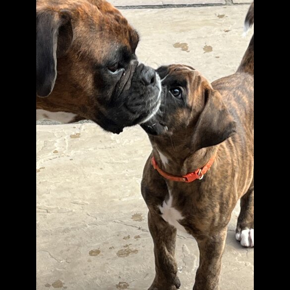 Boxer - Dogs