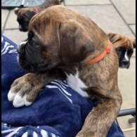 Boxer - Dogs
