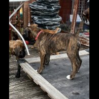 Boxer - Dogs