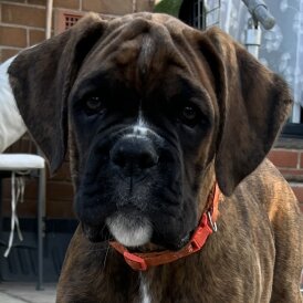 Boxer - Dogs