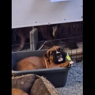 Boxer - Dogs