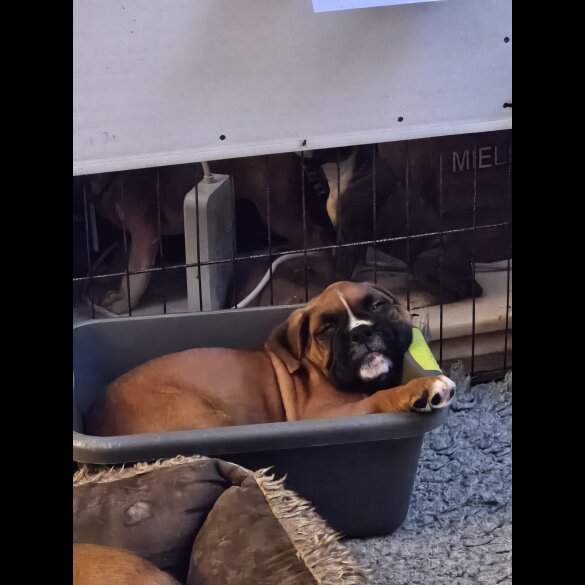 Boxer - Dogs