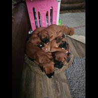 Boxer - Dogs