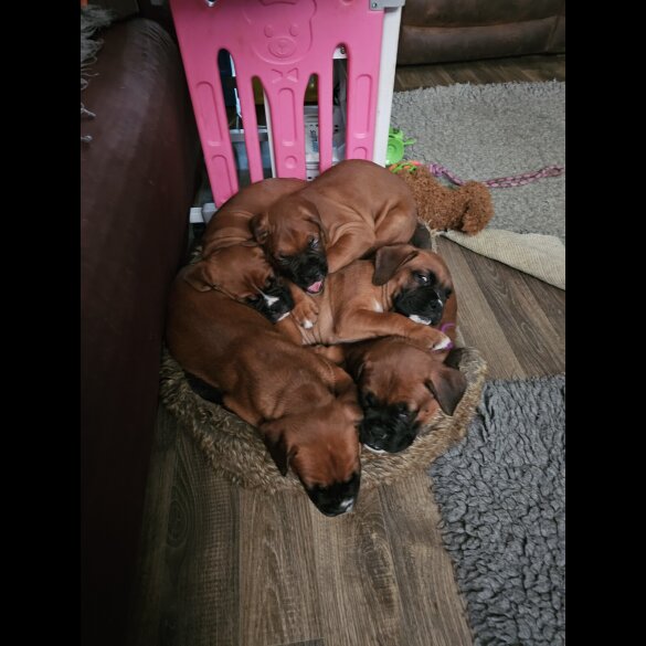 Boxer - Dogs