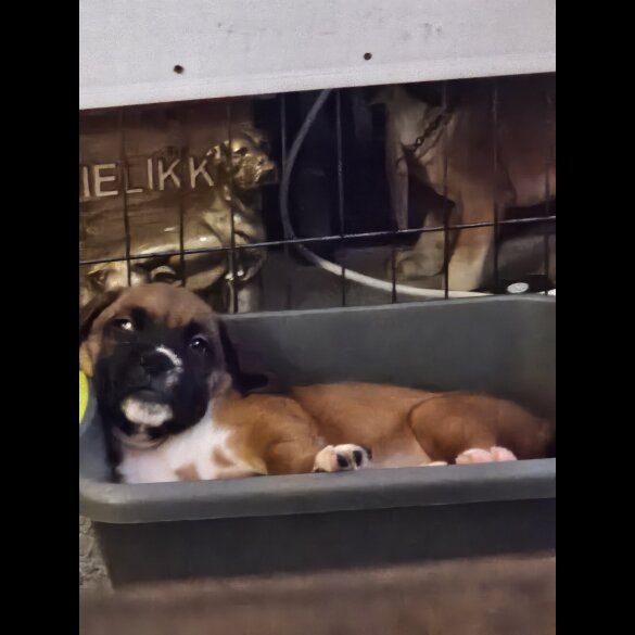 Boxer - Dogs