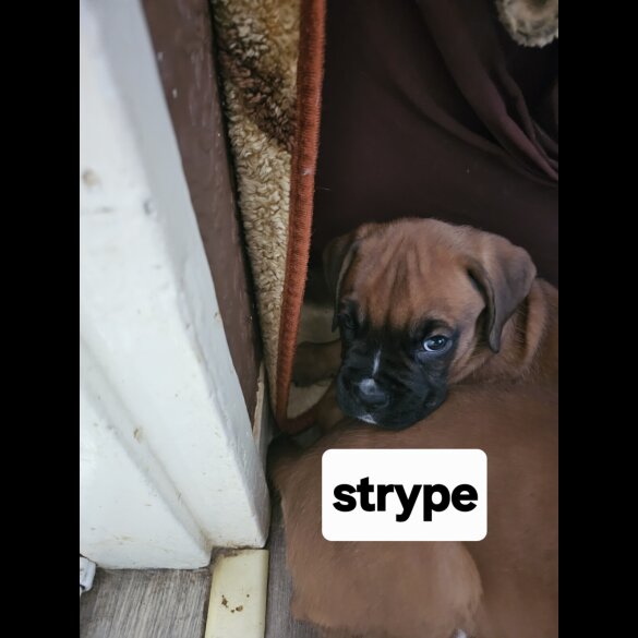 Boxer - Dogs