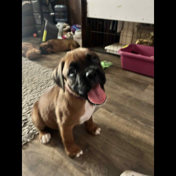 Boxer - Dogs