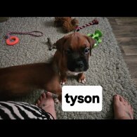 Boxer - Dogs