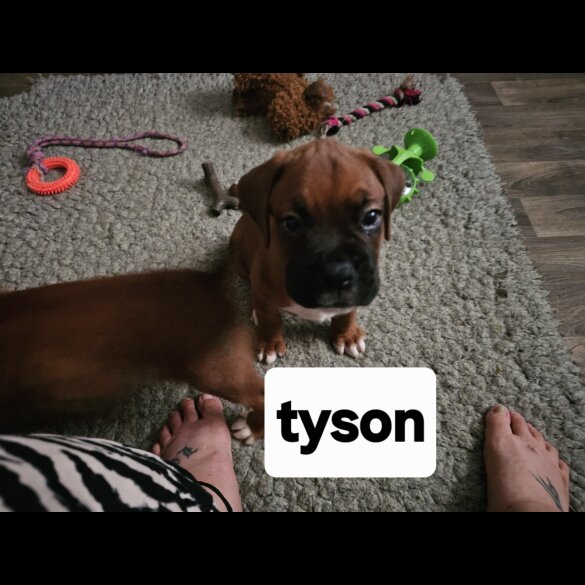 Boxer - Dogs