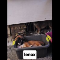 Boxer - Dogs