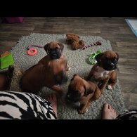 Boxer - Dogs