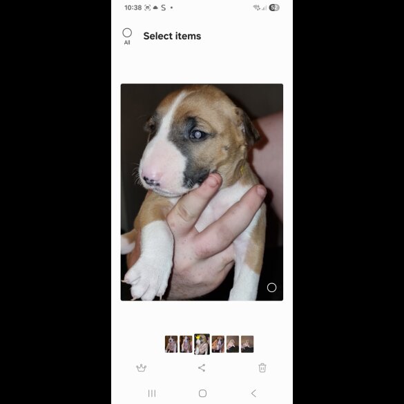 Bull Terrier - Both
