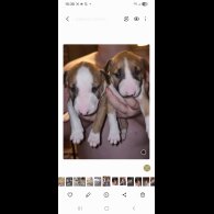 Bull Terrier - Both