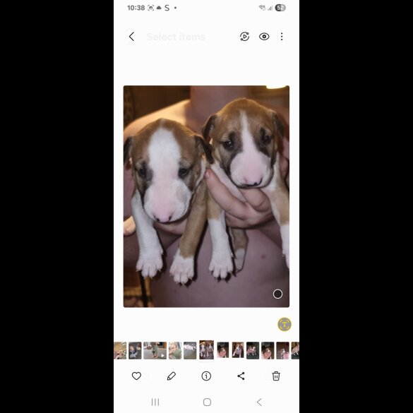 Bull Terrier - Both