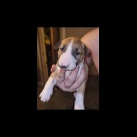 Bull Terrier - Both