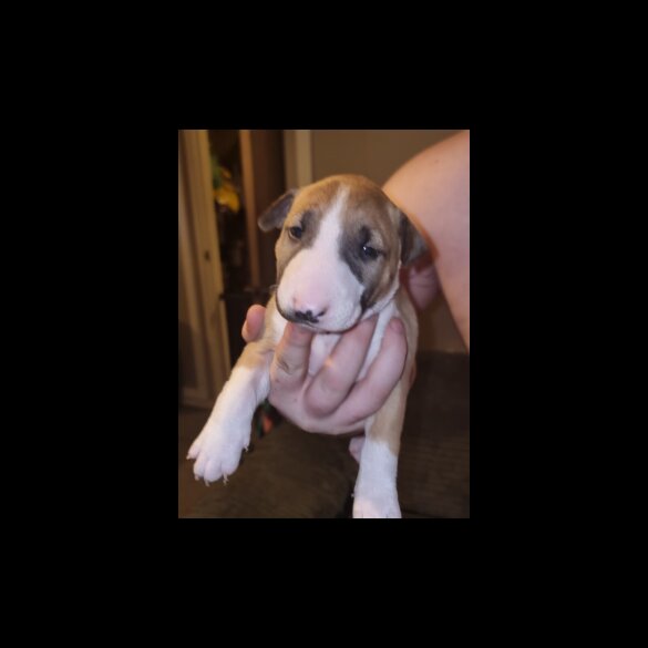 Bull Terrier - Both