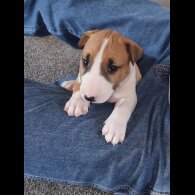 Bull Terrier - Both