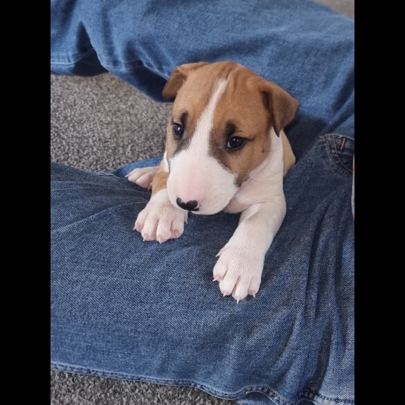 Bull Terrier - Both