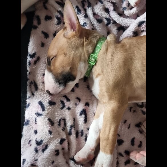Bull Terrier - Both