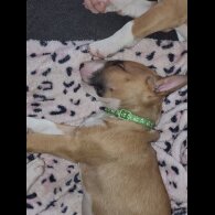 Bull Terrier - Both
