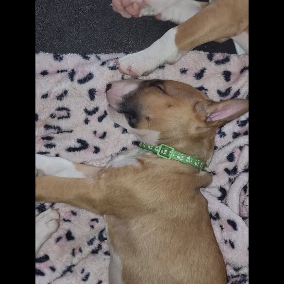 Bull Terrier - Both