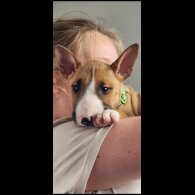 Bull Terrier - Both