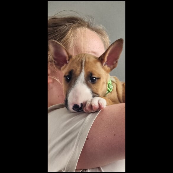 Bull Terrier - Both