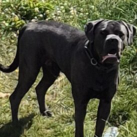 Cane Corso