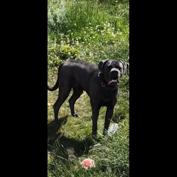 Cane Corso