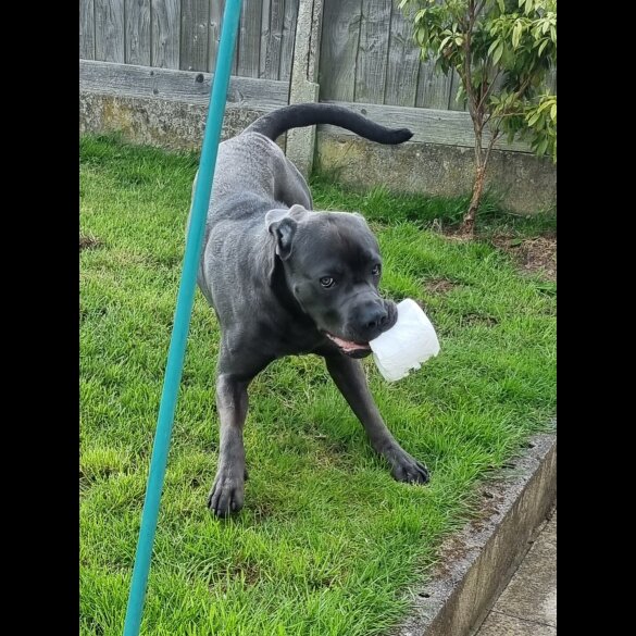 Cane Corso