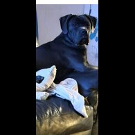 Cane Corso