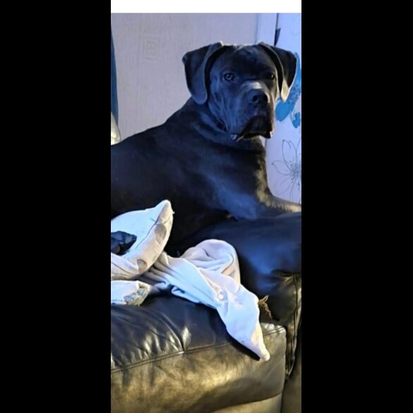 Cane Corso