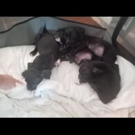 Cane Corso - Both