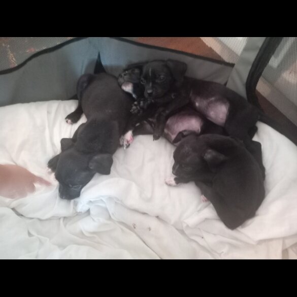 Cane Corso - Both