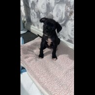 Cane Corso - Both