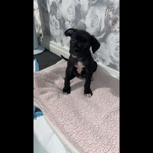 Cane Corso - Both