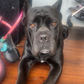Cane Corso - Both