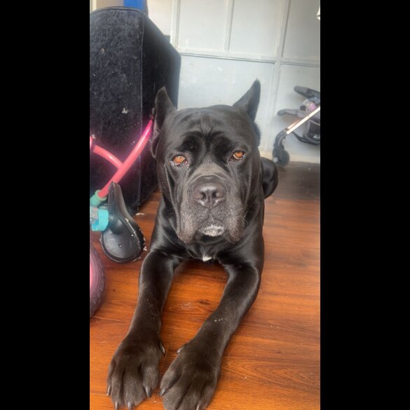 Cane Corso - Both