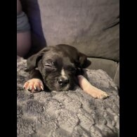 Cane Corso - Both