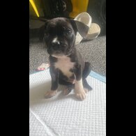 Cane Corso - Both