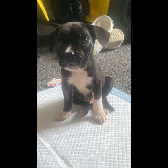 Cane Corso - Both