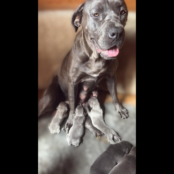 Cane Corso - Both